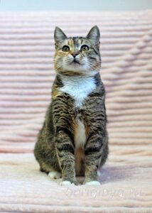 Кошка Катя приют Беригиня