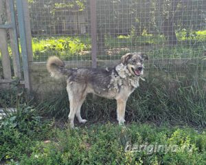 Собака Кекс приют Беригиня