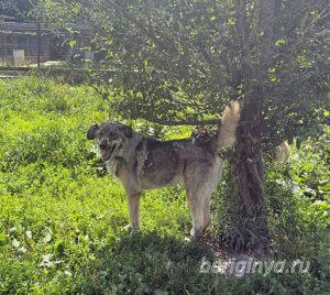 Собака Кекс приют Беригиня