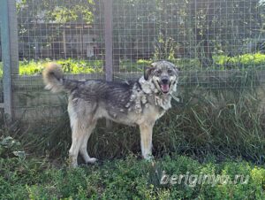 Собака Кекс приют Беригиня