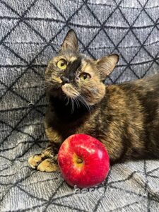 Кошка Келбу приют Беригиня