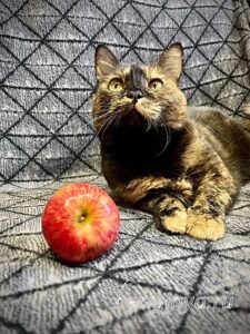 Кошка Келбу приют Беригиня