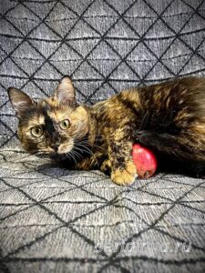 Кошка Келбу приют Беригиня