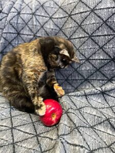 Кошка Келбу приют Беригиня