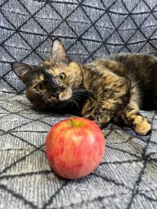 Кошка Келбу приют Беригиня