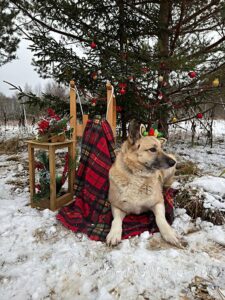Собака Кнопка приют Беригиня