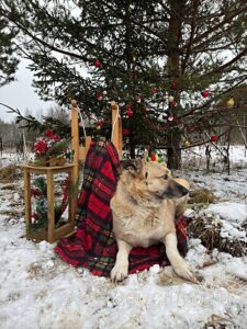 Собака Кнопка приют Беригиня