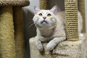 Кошка Коржик приют Беригиня