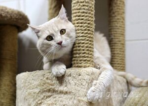 Кошка Коржик приют Беригиня