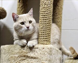 Кошка Коржик приют Беригиня
