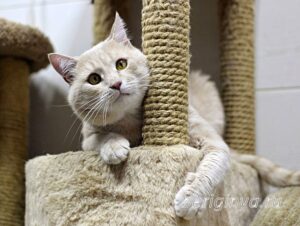 Кошка Коржик приют Беригиня
