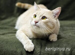Кошка Коржик приют Беригиня