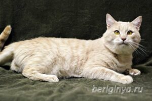 Кошка Коржик приют Беригиня