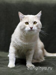 Кошка Коржик приют Беригиня
