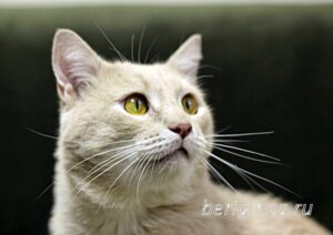 Кошка Коржик приют Беригиня