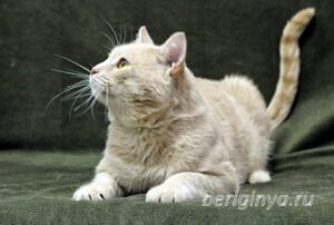 Кошка Коржик приют Беригиня