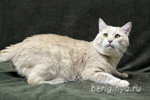 Кошка Коржик приют Беригиня
