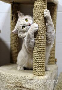 Кошка Коржик приют Беригиня