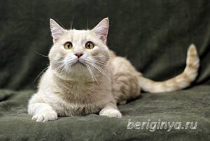Кошка Коржик приют Беригиня