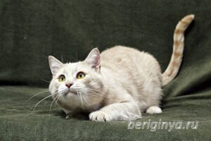 Кошка Коржик приют Беригиня