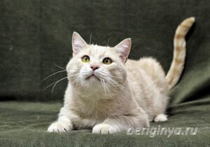 Кошка Коржик приют Беригиня