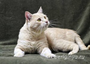 Кошка Коржик приют Беригиня