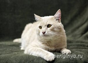 Кошка Коржик приют Беригиня