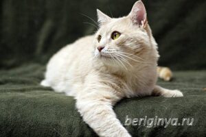 Кошка Коржик приют Беригиня