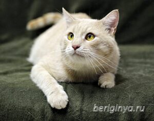Кошка Коржик приют Беригиня