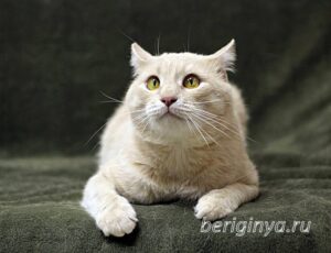 Кошка Коржик приют Беригиня