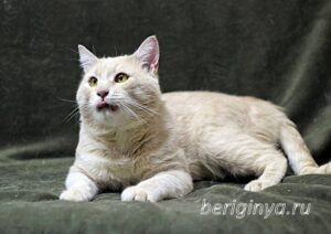 Кошка Коржик приют Беригиня