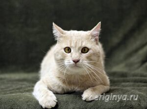 Кошка Коржик приют Беригиня