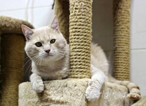 Кошка Коржик приют Беригиня