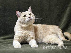 Кошка Коржик приют Беригиня