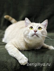 Кошка Коржик приют Беригиня