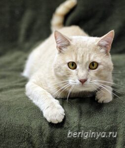 Кошка Коржик приют Беригиня