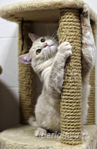 Кошка Коржик приют Беригиня