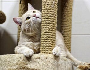 Кошка Коржик приют Беригиня