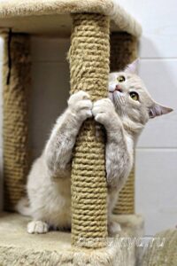 Кошка Коржик приют Беригиня