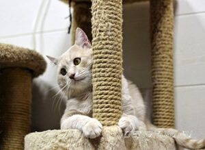 Кошка Коржик приют Беригиня