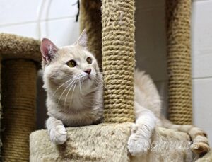 Кошка Коржик приют Беригиня