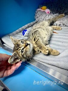 Кошка Крекер приют Беригиня