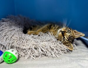 Кошка Крекер приют Беригиня