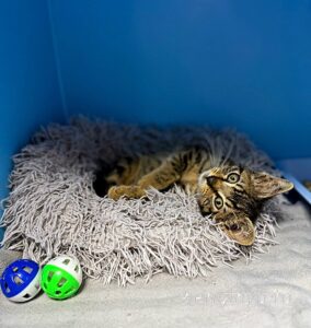 Кошка Крекер приют Беригиня