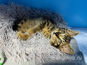 Кошка Крекер приют Беригиня