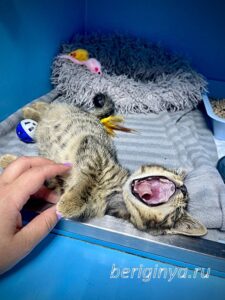 Кошка Крекер приют Беригиня
