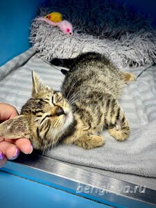Кошка Крекер приют Беригиня