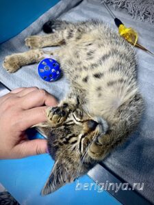 Кошка Крекер приют Беригиня