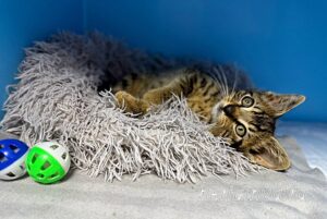 Кошка Крекер приют Беригиня