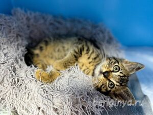 Кошка Крекер приют Беригиня